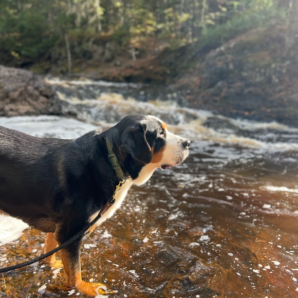 Meet your Posher, Elizabeth - Picture 3 of 4